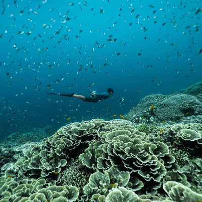 Top 10 Incredible Places To Freedive In The Philippines