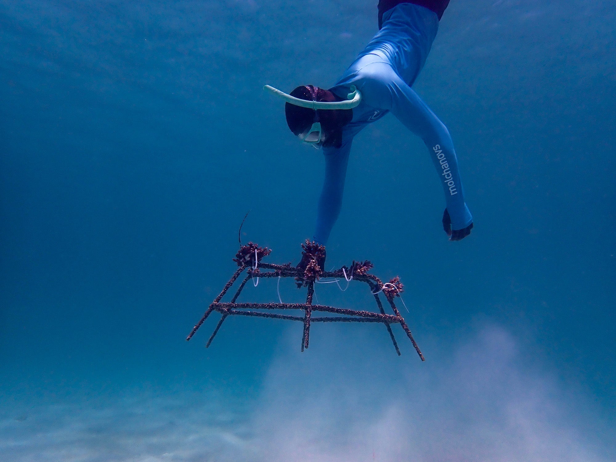 Coral Reef Restoration: Can Our Oceans Recover?